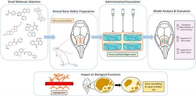 Small molecule-mediated regenerative engineering for craniofacial and dentoalveolar bone
